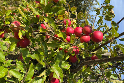 Apfelsaft Degustationsbox – alte Sorten Raritäten (6 Sorten)