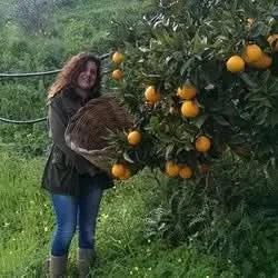 Orangen "Washington Navel"  Bio Sizilien Aktionspreis