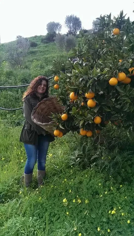 Bio Orangen „Navel“ Sizilien