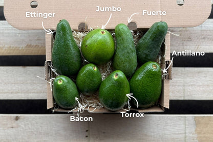 Avocado Mix "Wild Wonders" (6 Sorten!)