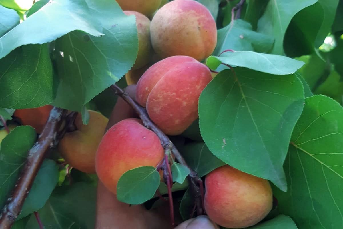 Aprikosen "Delicot" Bio von Alain Box