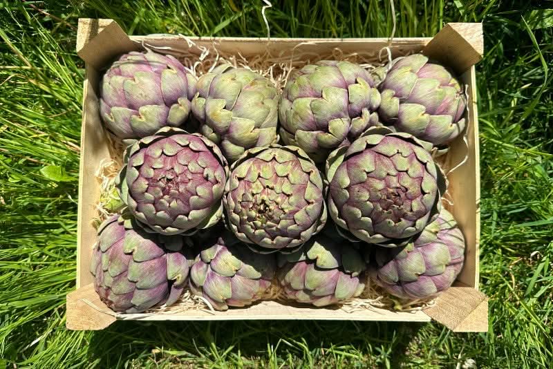 Artischocken Cardinal (groß) Bio aus der Provence