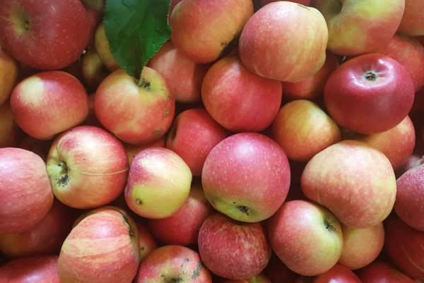 Apfel "James Grieve" alte Sorte Bio regional