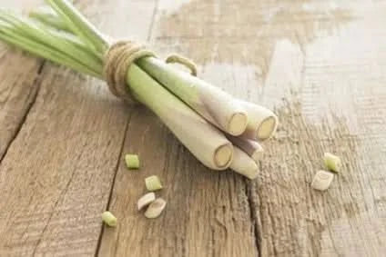 Zitronengras extra dick