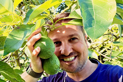 Avocado Fuerte Bio von Andrea Sizilien