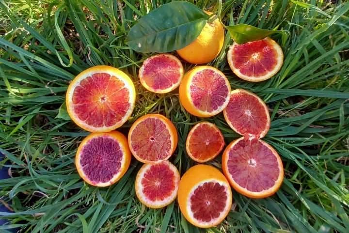 Halbblut-Orange "Tarocco" Bio Sizilien Kal. 6-8