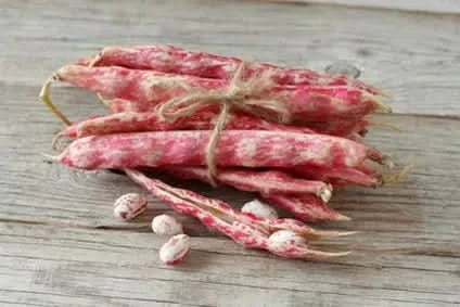 Bohnen Borlotti Demeter Bio