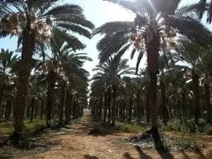 Datteln "Medjool super juicy" Pack. Bio (teilweise ausgezuckert)