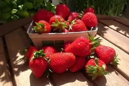 Bio Erdbeeren regional 250g