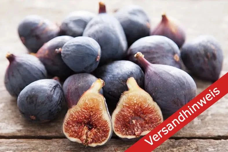 Feigen frisch schwarz Bio