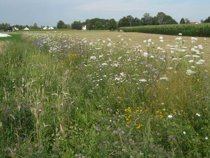 Gelbe Bete "gelbe Käthe" samenfest regional Bio Demeter Familie Schoof
