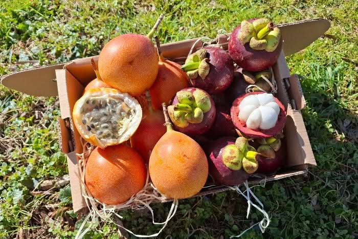 Granadilla & Mangostan Deluxebox