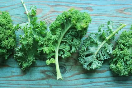 Grünkohl (Kale) Bio regional Bioland Gartenbau Armin Salzmann