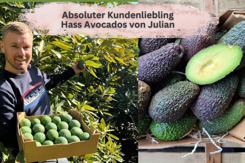 Avocado Hass 15 Monate gereift 1 Stk.