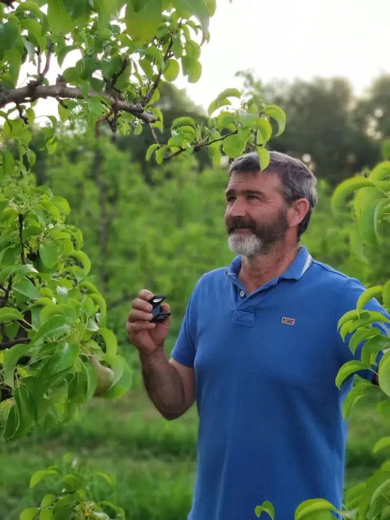 Frühbirnen "Ercolina" Bio von Nicolas
