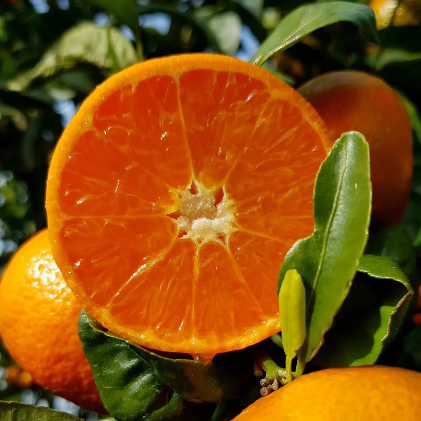 Clementinen Ortanique Box Bio