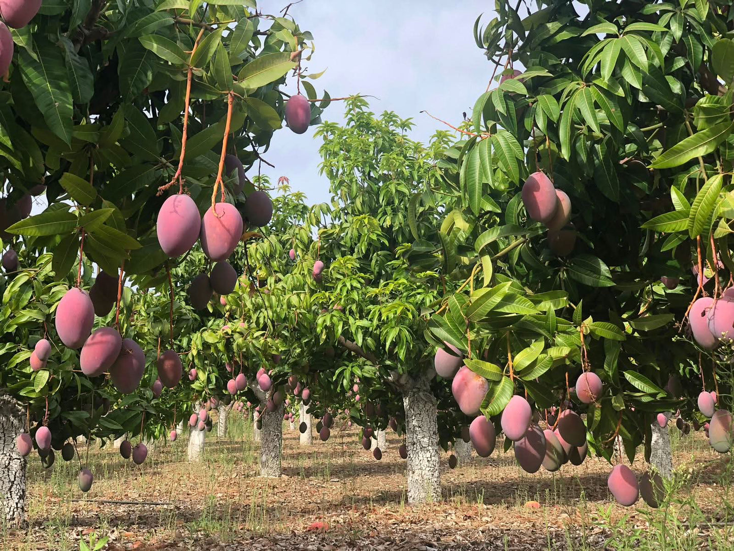 Mango Keitt Bio in Umstellung von Julian Box 4kg Sparpreis %