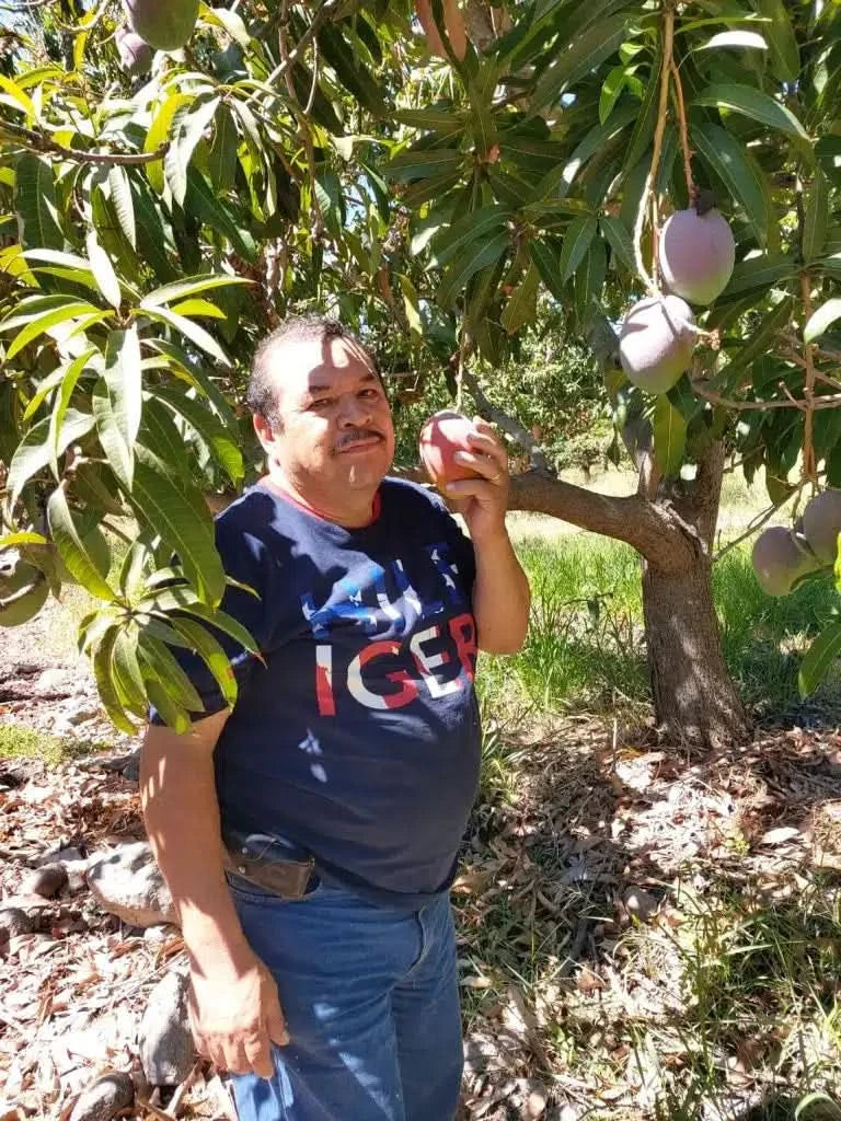 Mango Haden Bio baumgereift von Jose Luis