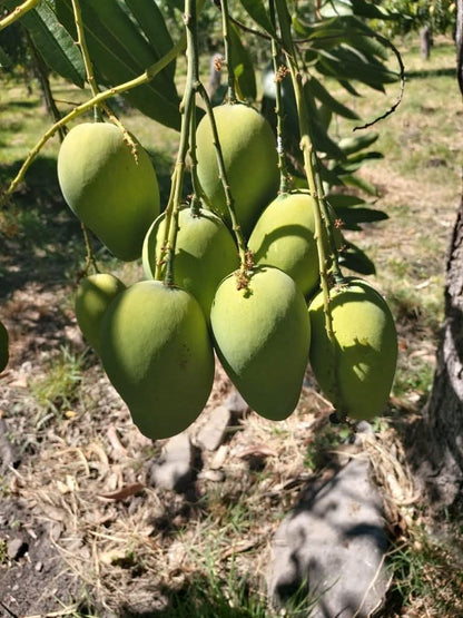 Mango Honig „Ataulfo“ Bio von Joe Roman