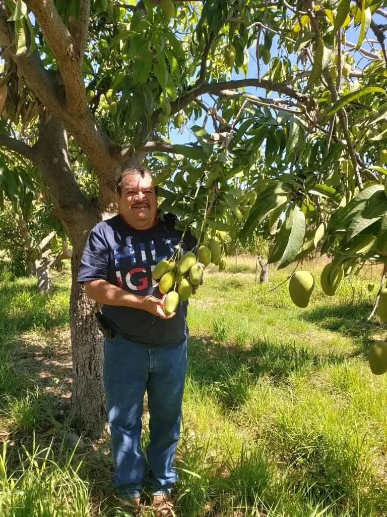 Bio Honig-Mango Ataulfo baumgereift Oster-Flashaktion % 3kg Box