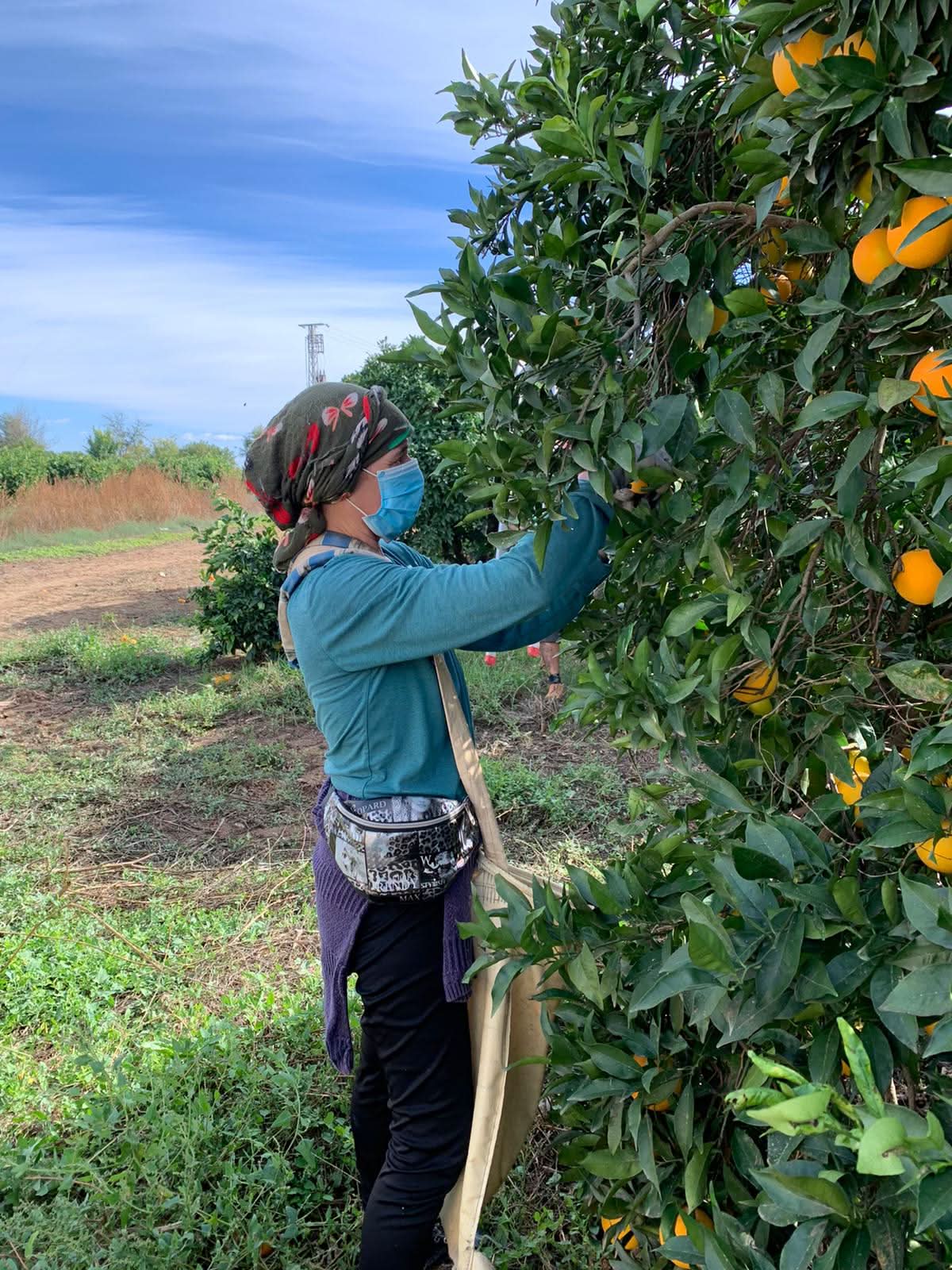 Bio Orangen Lane Late 7kg Box Aktionspreis!