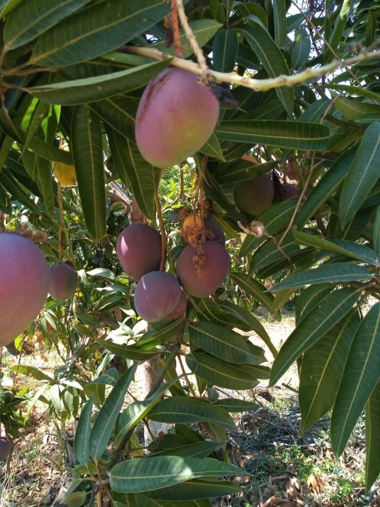 Mango Tommy Atkins Flugware Bio