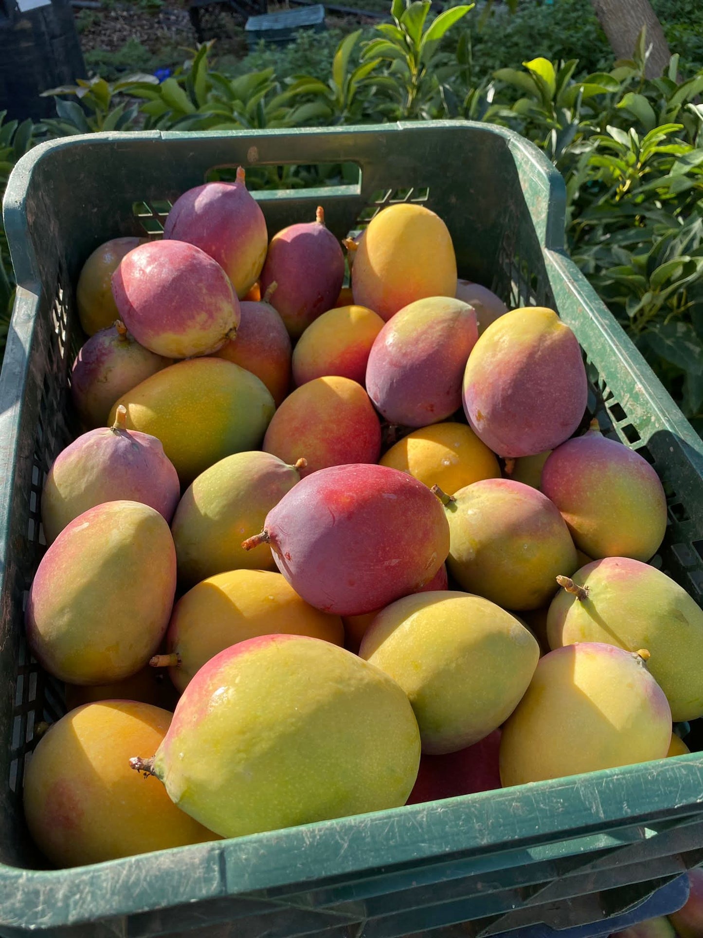 Mango Sensacion Bio (Finca de la Axarquia) Box 4kg