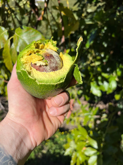 Avocado Mix „Wilde Schönheiten“ von Julian