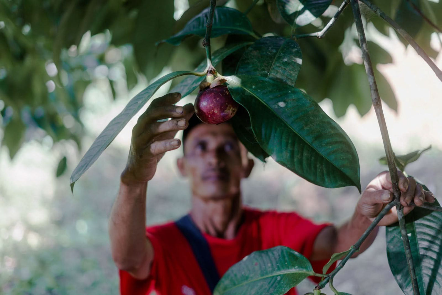 Mango "Gedong Gincu" baumgereift