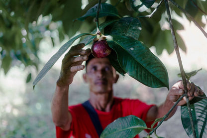 Mango "Gedong Gincu" baumgereift