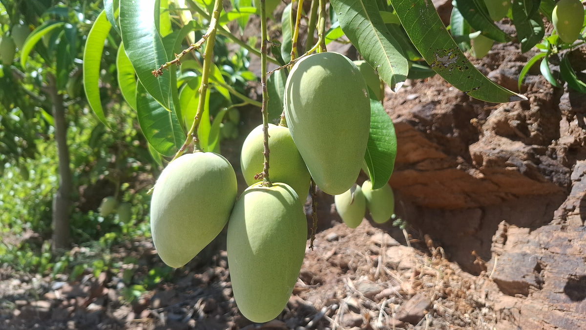 Mango Honig Ataulfo Bio von Jaime Kennenlernpreis %