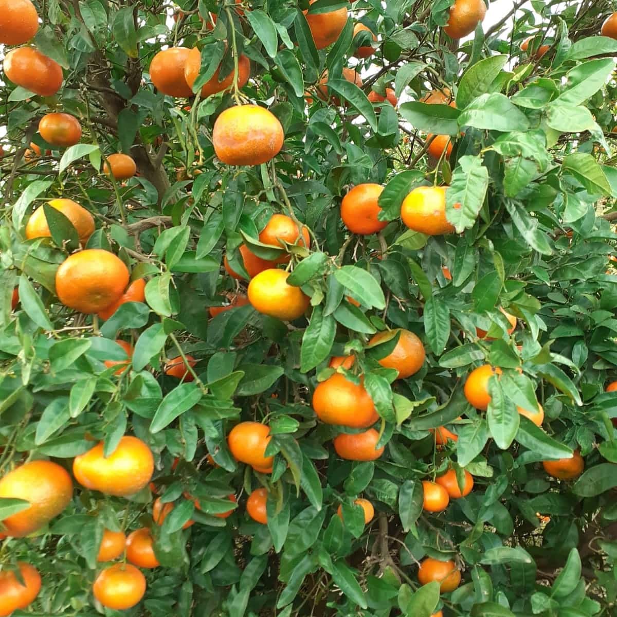 Clementinen Bio "Clemenvilla"