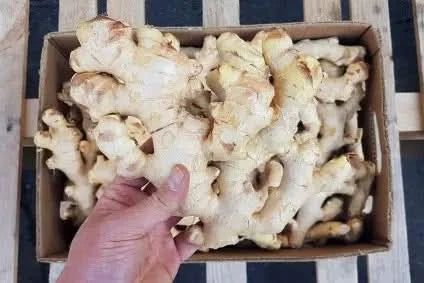 Ingwer neue Ernte Bio