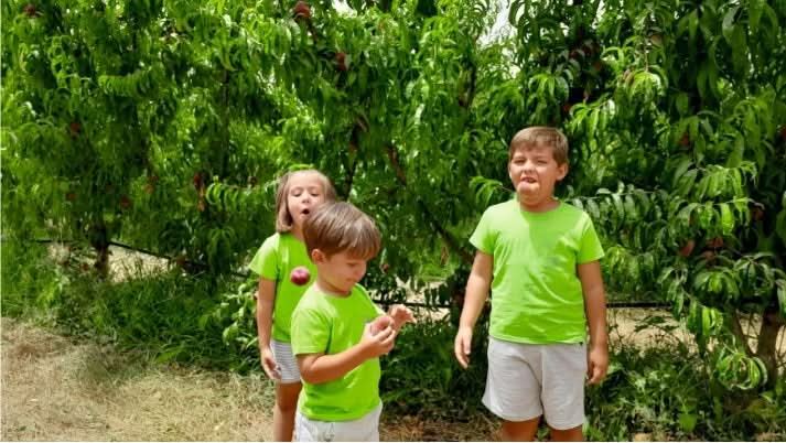 Pfirsiche gelb Bio von Jordi