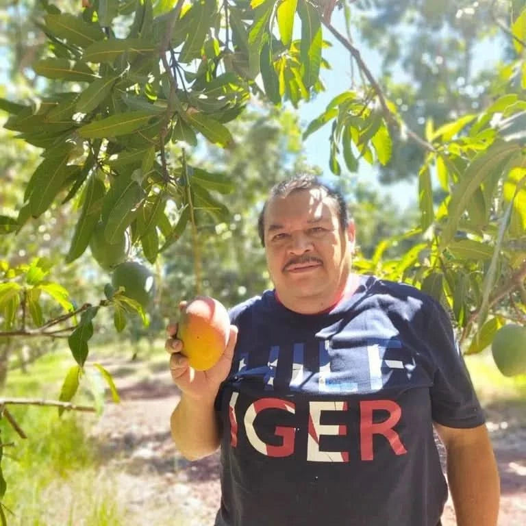 Honig-Mango Ataulfo von Jose Retter-Box