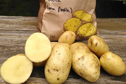 Bio Kartoffel "Otolia" vorw. festkochend regional vom Billesbergerhof
