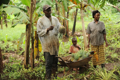 Ananas „Smooth Cayenne“ Bio Flugware Kipepeo Fair