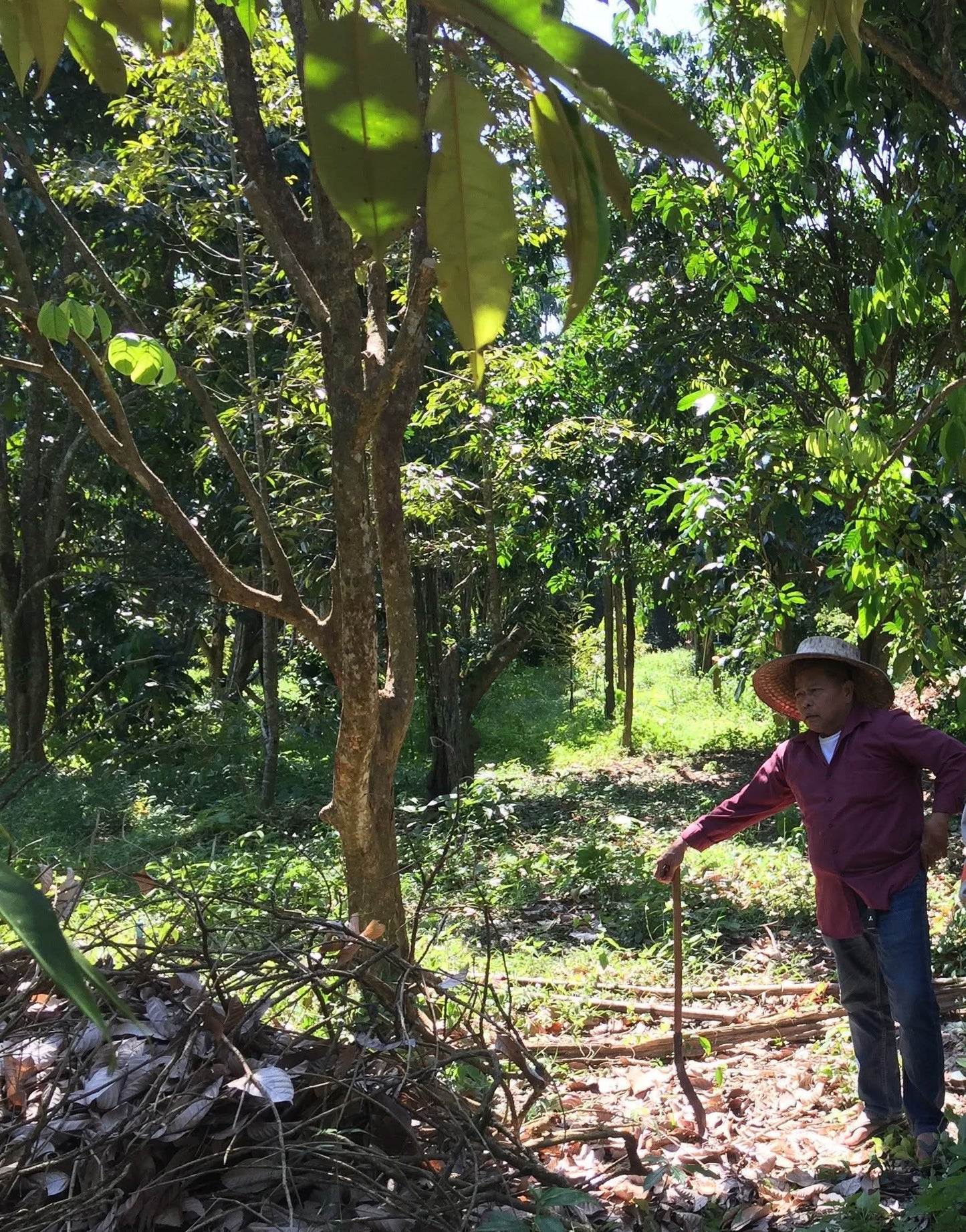 Mango "Maha Chanook" baumgereift