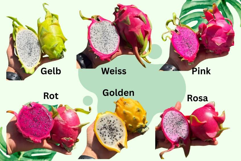 Drachenwunder Box (6 Sorten!) Wochenaktion