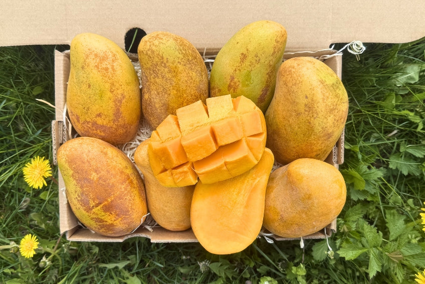 Honig-Mango Ataulfo Bio von Jose Retterbox % 3kg