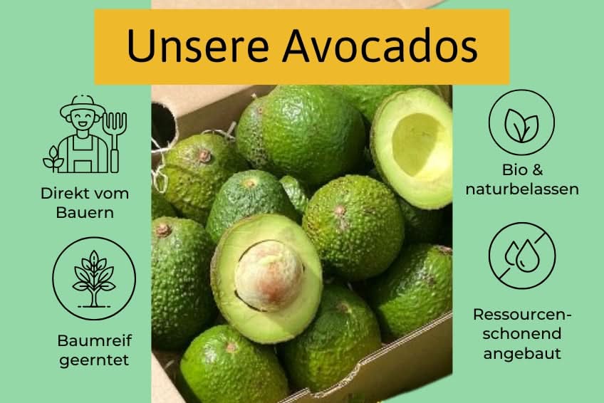Avocado-Mix 13 Monate baumgereift Sonderaktion % 3kg Box