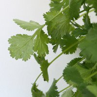 Koriander im Bund Bio regional
