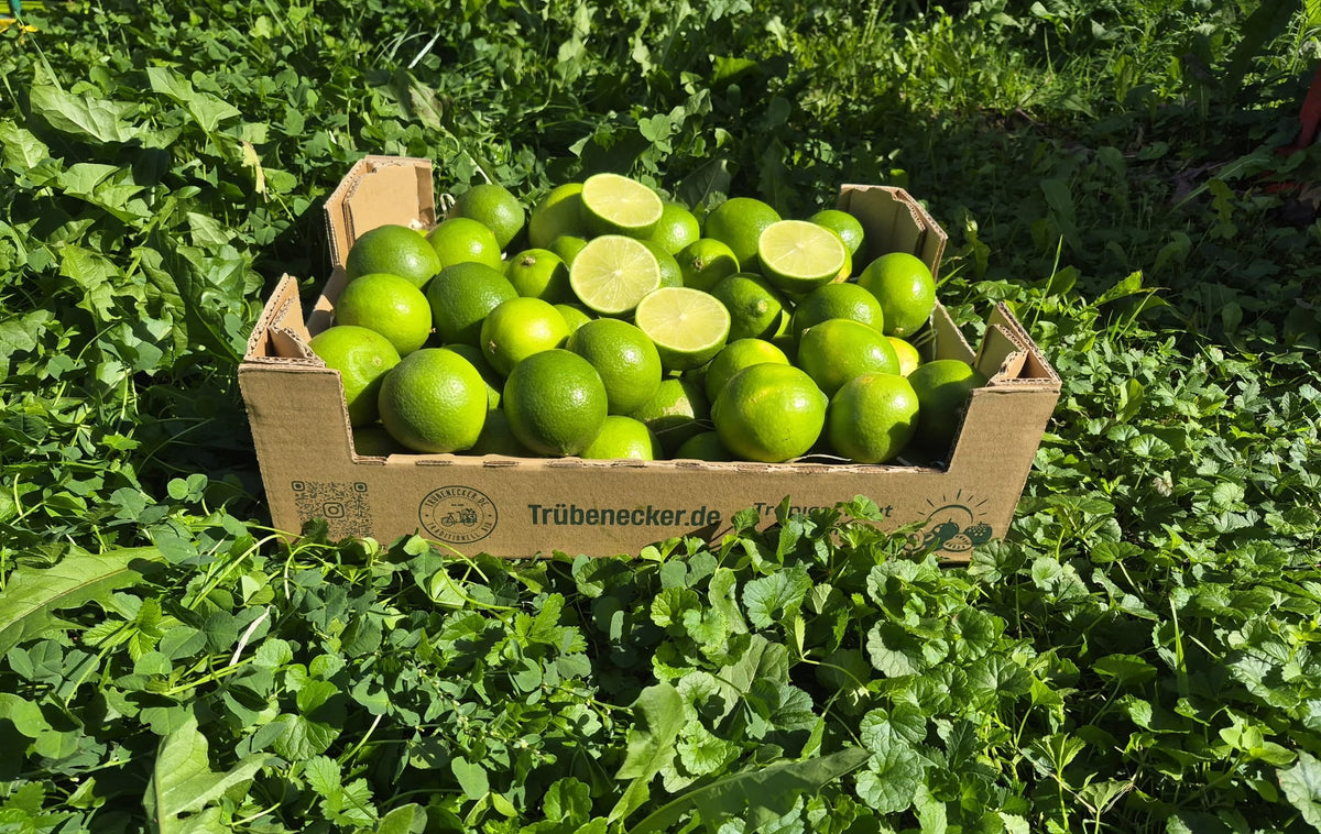 Limetten Bio aus Andalusien (mit Schale verwertbar!) 2kg Box Sonderaktion %