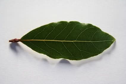 Lorbeerbund getrocknet Bio aus Sizilien