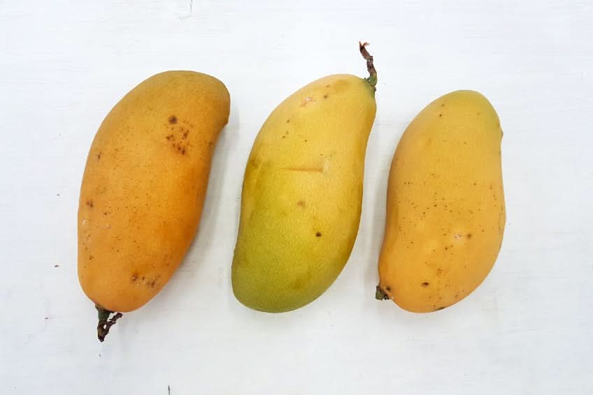 Mango Madame Francis wild Rufino