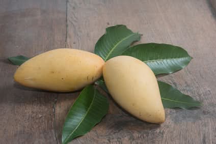 Mango "Nam Dok Mai" baumgereift Aktionswoche %