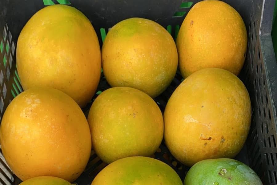 Mango Torbe wild von Julian Aktionswoche %