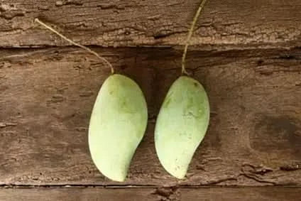 Mango "wild" Bio 2 Stk.