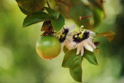 Granadilla & Maracuja Box Aktionspreis %