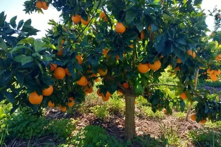 Blutorangen Tarocco Bio Sizilien Sparpreis-Box % 7kg